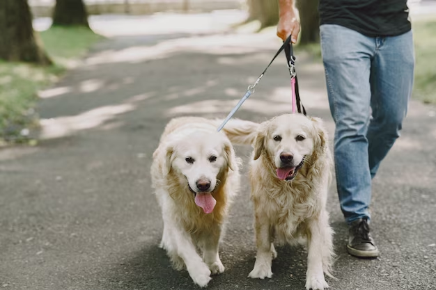 Arkansas Dog Laws Unleashed: Bites, Barks, and Beyond Arkansas Dog Laws Unleashed: Bites, Barks, and Beyond